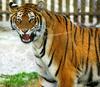 Siberian-Tiger (Maika)