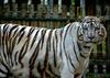 Siberian-White-Tiger (Hulan)