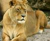 Lion (Cindy)