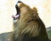 Lion (Hercule)