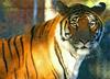 Siberian-Tiger (Maika)