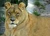 Lion (Cindy)