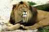 Lion (Hercule)