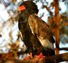 Eagle == bateleur (Terathopius ecaudatus)