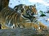 Siberian-Tiger (Ulysse)