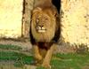 Lion (Hercule)