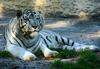 Siberian-White-Tiger (Hulan)