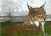 Lynx