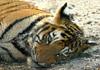 Siberian-Tiger (Sara)