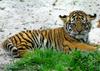 Siberian-Tiger (Ulysse)