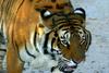 Siberian-Tiger (Maika)
