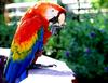 Parrot (Ara-Macaw)