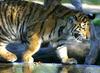 Siberian-Tiger (Ulysse)
