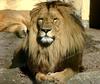 Lion (Hercule)