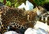 Jaguar (Mirka)