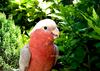 Cockatoo-Rosalbin (Napoleon)