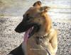 Dog (German Shepard)