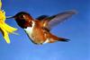 Rufous Hummingbird (Selasphorus rufus)