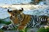 Siberian-Tiger (Sara)
