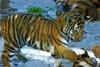 Siberian-Tiger (Ulysse)