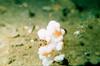 Hermit Crab  on Soft Coral