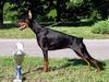Izrafel Maya di Altobello-dobermann female