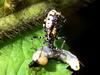 애벌레를 사냥하는 어린 다리무늬침노린재 (Sphedanolestes impressicollis)