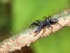 개미거미 Synagelides sp. (Korean Ant Spider)