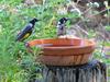 New holland honeyeaters 1 New Holland honeyeater (Phylidonyris novaehollandiae)