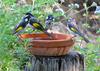 New holland honeyeaters 2