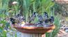 New holland honeyeaters 3 New Holland honeyeater (Phylidonyris novaehollandiae)