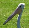 Australian Pelican study 2