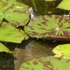 Spot the turtle