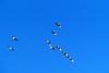 고니의 비행 : Cygnus columbianus (Tundra Swan)