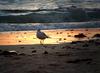 Silver Gull