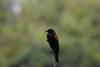 Red - Winged  BlackBird (Male).