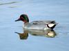 Common Teal (Anas crecca)