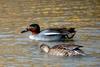 Common Teal pair (Anas crecca)