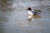 쇠오리 Anas crecca (Common Teal)