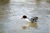 쇠오리 Anas crecca (Common Teal)