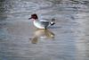 쇠오리 Anas crecca (Common Teal)