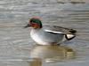 Common Teal (Anas crecca)