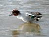 Common Teal (Anas crecca)