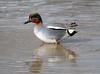 Common Teal (Anas crecca)