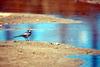 백할미새 Motacilla lugens (Black-backed Wagtail)