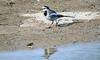 Black-backed Wagtail (Motacilla lugens)