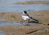 Black-backed Wagtail (Motacilla lugens)