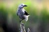 Clark's Nutcracker (Nucifraga columbiana)