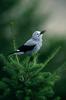 Clark's Nutcracker (Nucifraga columbiana)