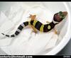 leopard gecko - baby